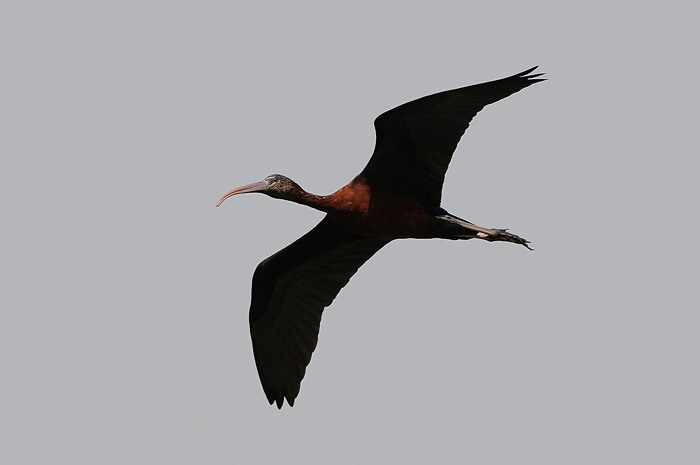 Zwarte Ibis 3.jpg